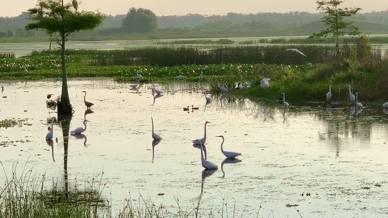 Birds Beyond the Spoonbills: A Birder's Checklist
