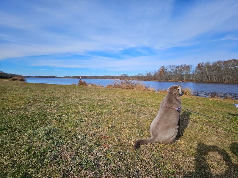 Dog Park and Everyday Use