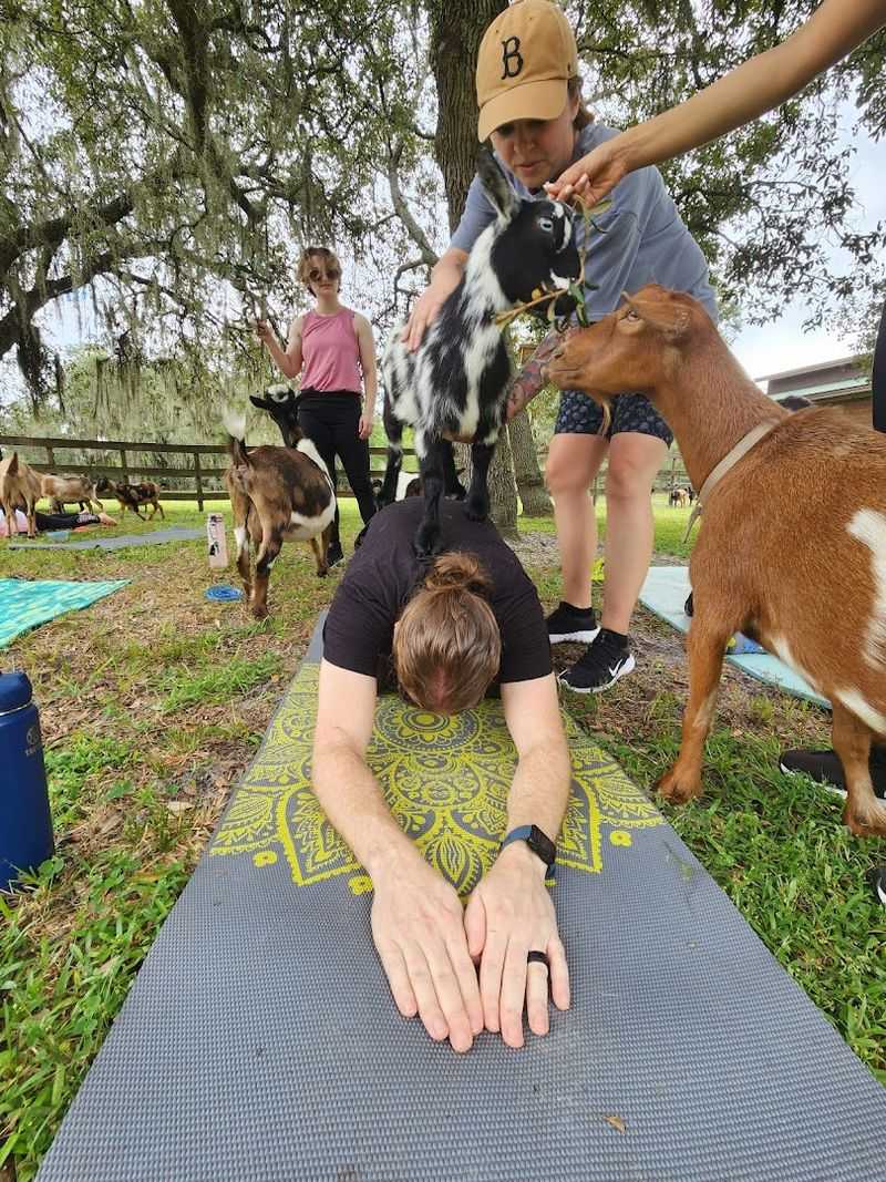 Goat Yoga That Actually Works