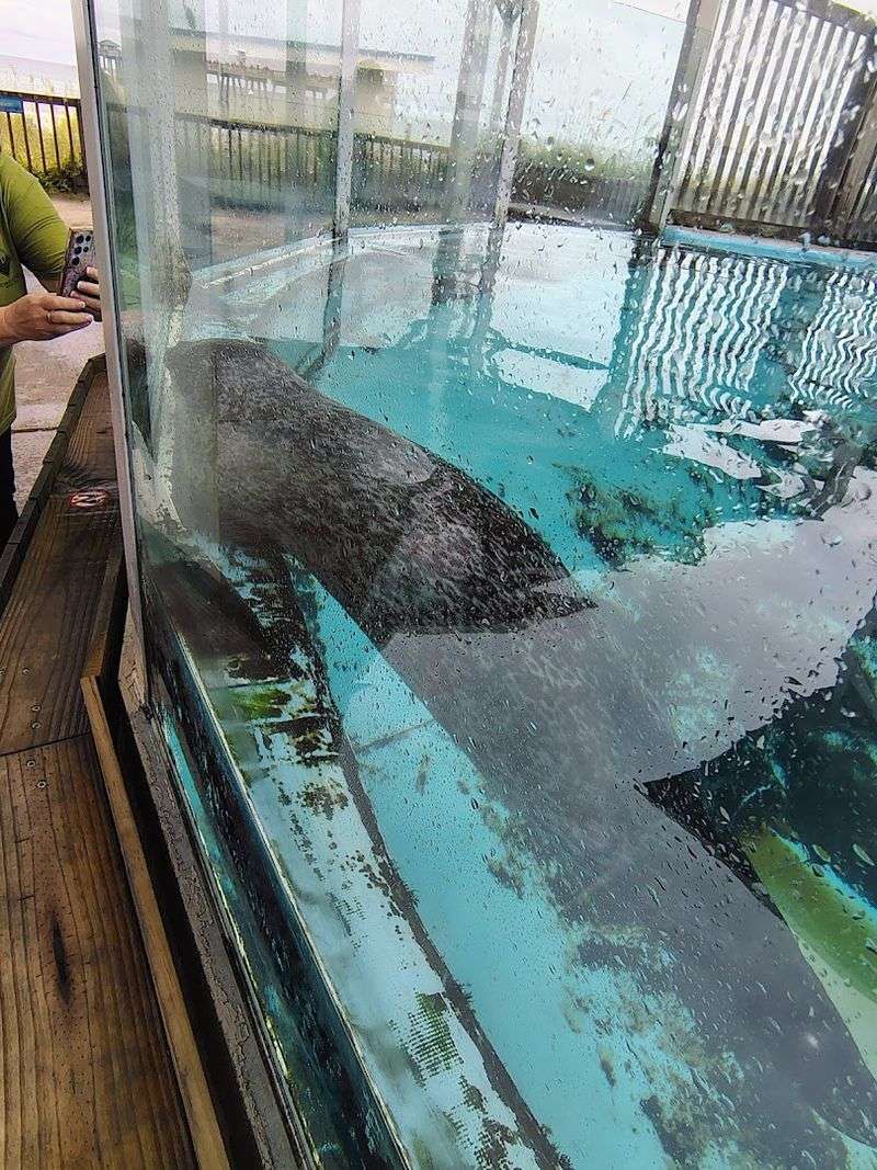 Sharks, Rays, and the Thrill of the Deep Tank Exhibits