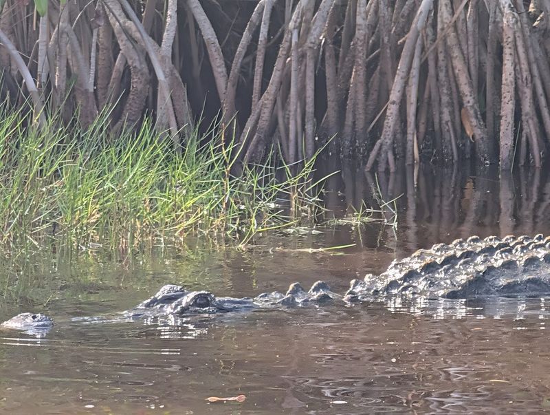 Wildlife Sightings: What You Might Actually See