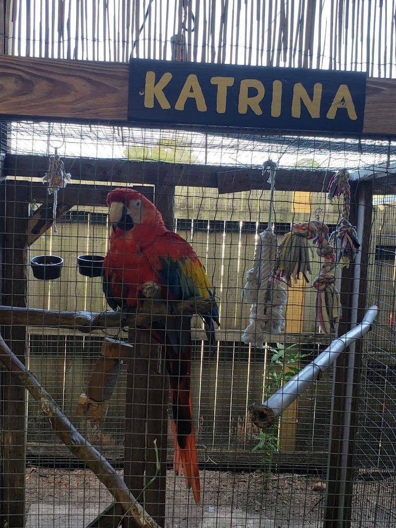 Talking Parrots, Peacocks, and Birds You Will Not Forget