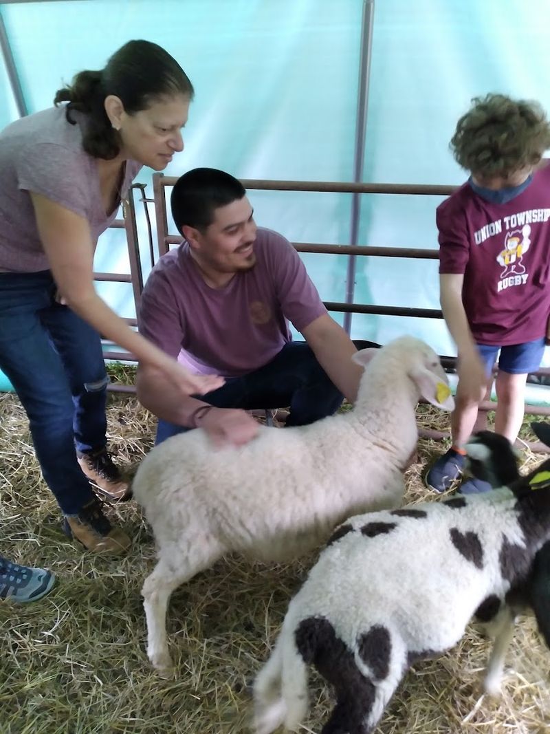 The Lambing Tour: A Crowd Favorite
