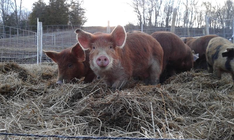 Grass-Fed Meats Round Out the Farm Store