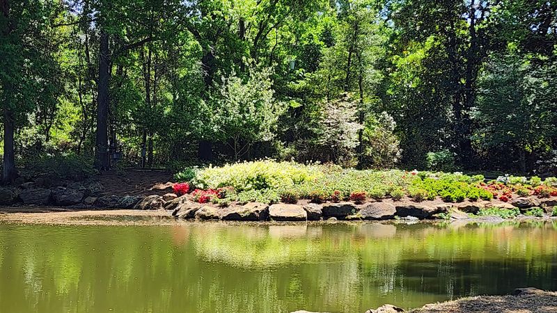 The Pond, the Waterfowl, and the Art of Doing Nothing