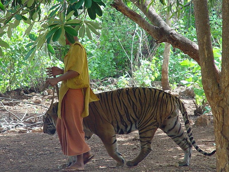 Tiger Temple — Thailand