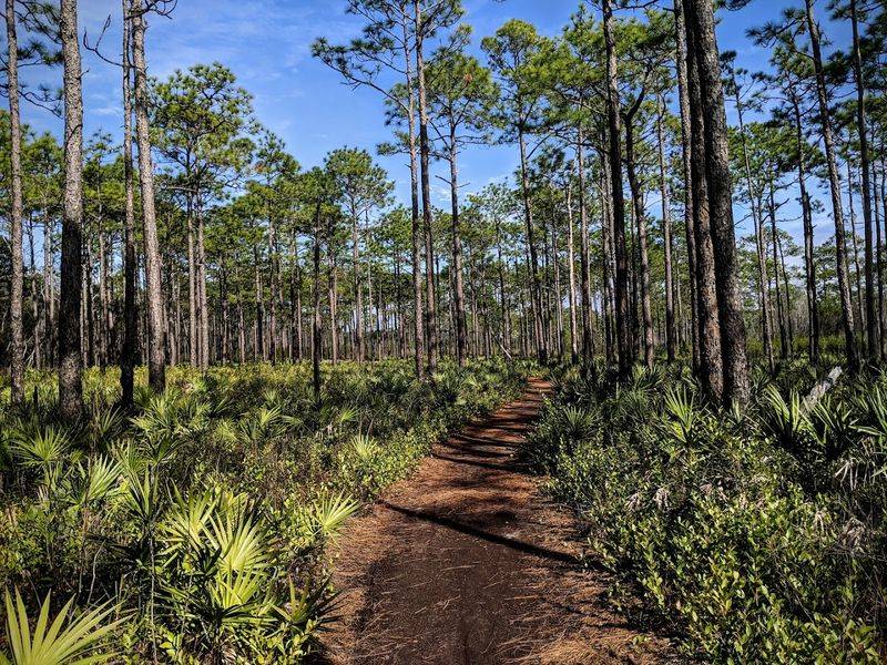 Camping Under the Pines at One of Florida's Most Coveted Campgrounds