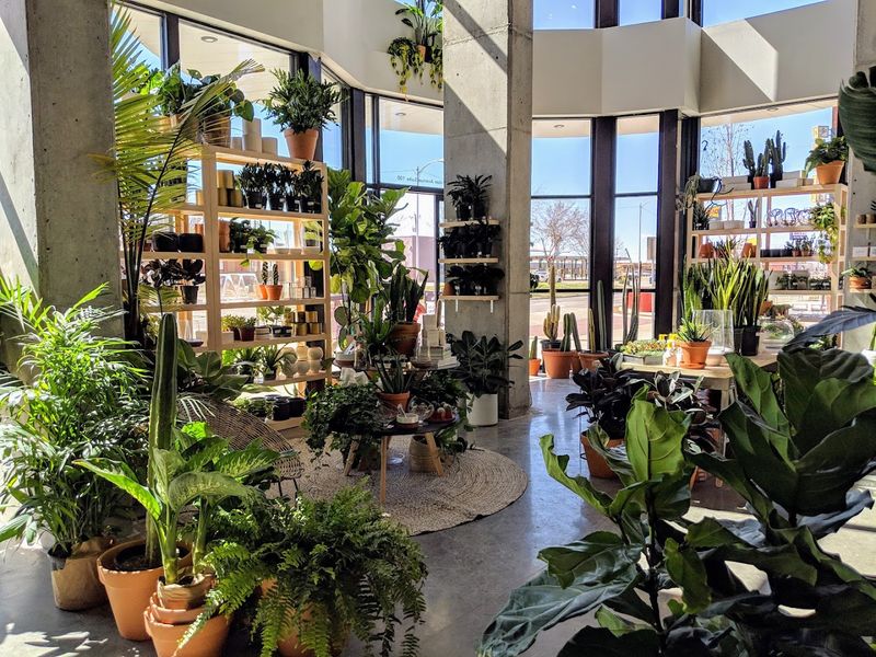 The Plant Selection That Plant Lovers Dream About