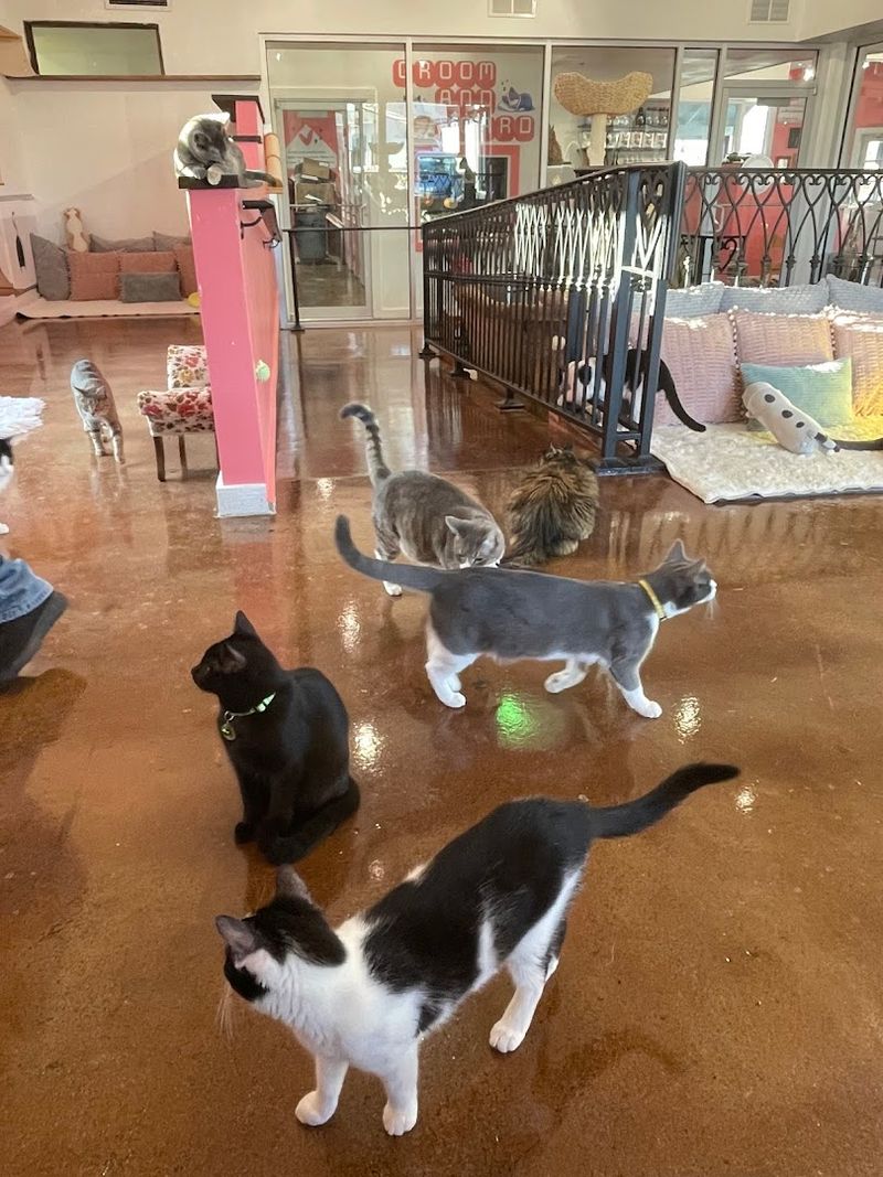 Meeting the Cats Themselves