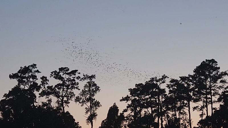 Wildlife Photography Opportunities: Tips for Getting the Shot