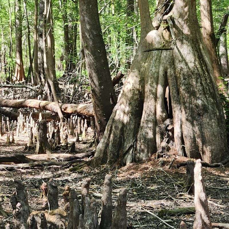 What the Landscape Looks Like After a Hurricane