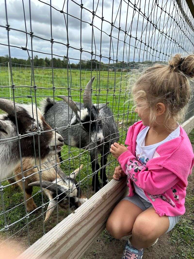 The Animal Farm: A Kid Magnet