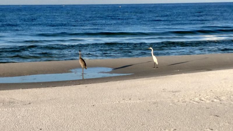 Wildlife You Can Actually Spot Without Trying Too Hard