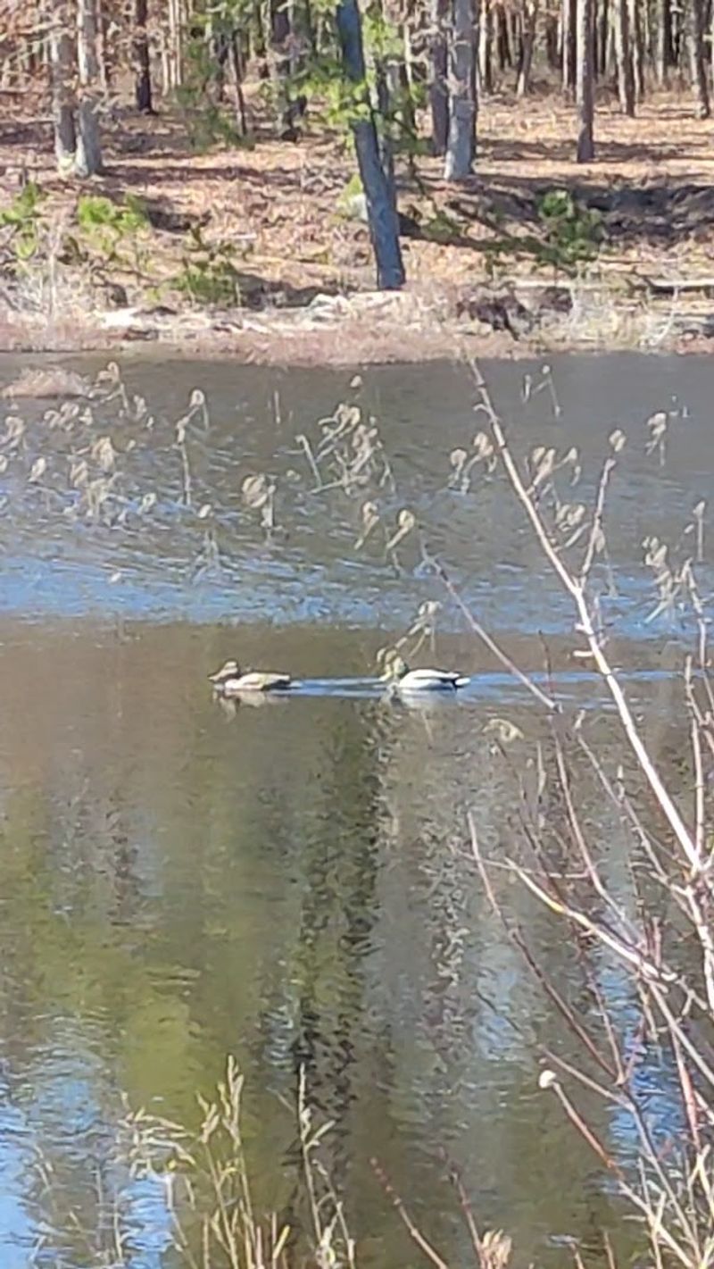 Birdwatching Opportunities That Surprise First-Timers