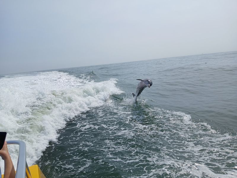Dolphins Up Close: What the Wildlife Encounter Actually Looks Like