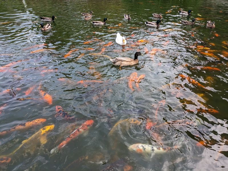 Koi Ponds and Water Features That Steal the Show