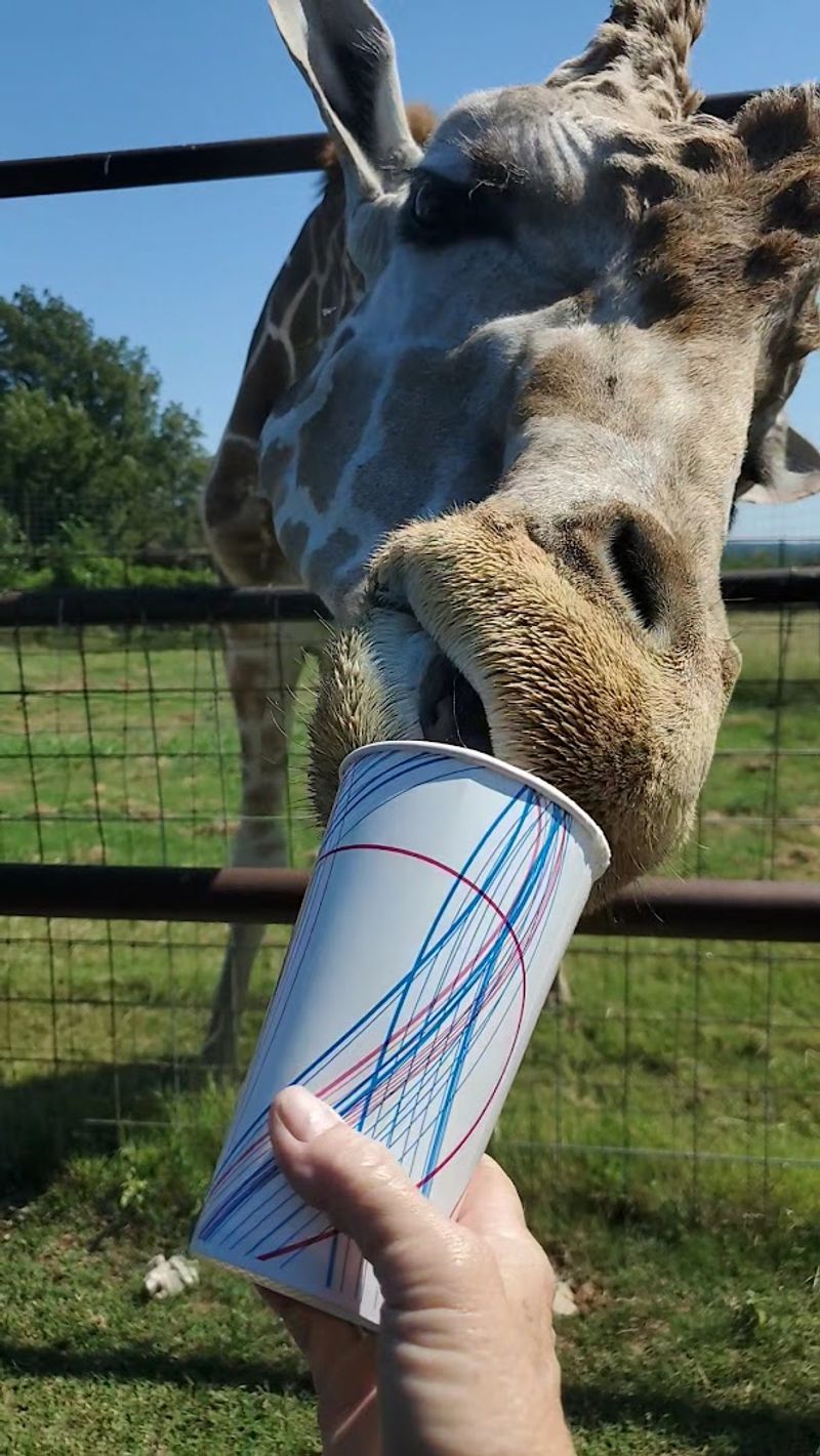 Feed Cups and Feeding Tips: Getting the Most Out of Every Cup