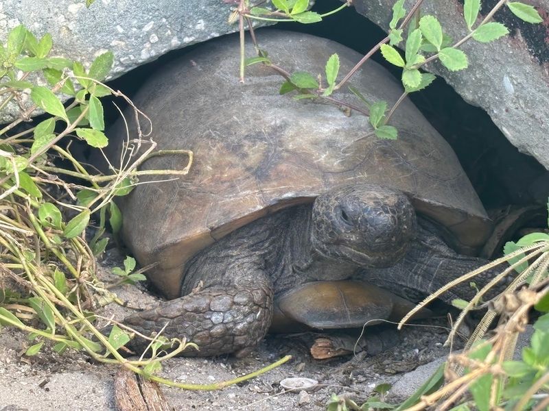 Gopher Tortoises: The Island's Most Relaxed Residents