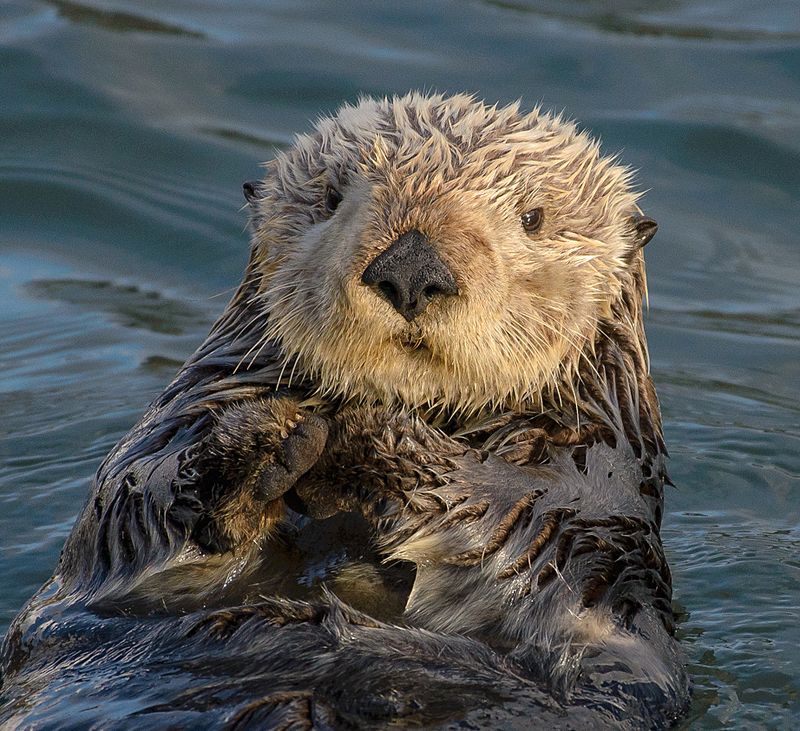Sea otters hold hands while sleeping