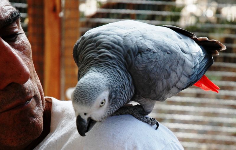 Bird Sponsorship: A Personal Connection to the Mission