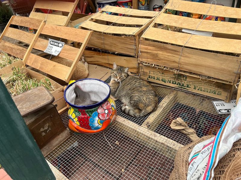 The Resident Cats and Their Legendary Charm