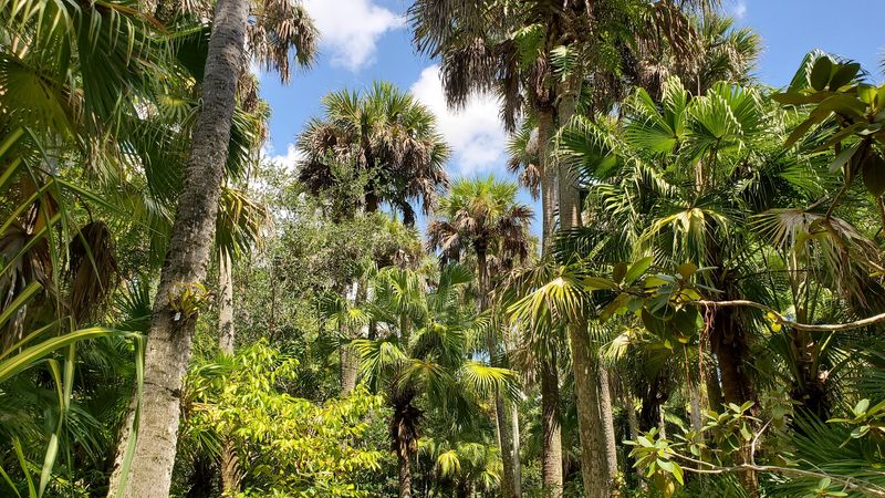 Shaded Jungle Trails Through Exotic Flora