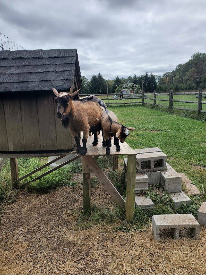 Baby Goats and Chickens on the Property