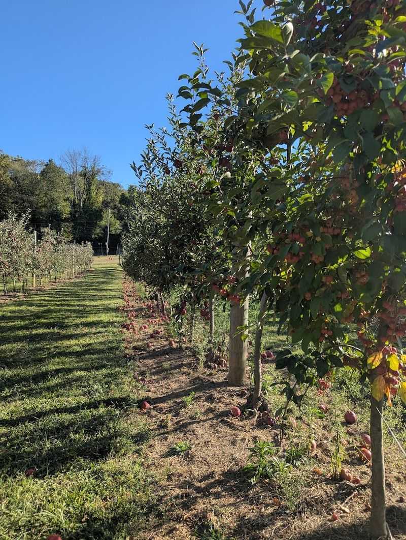 Apple Picking Season in Chester Township
