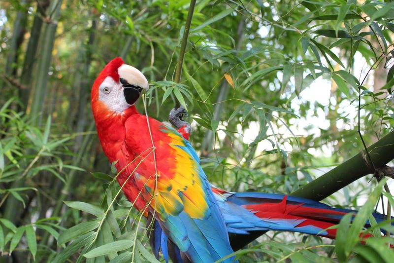 The Birds Themselves: A Rainbow of Rescued Parrots