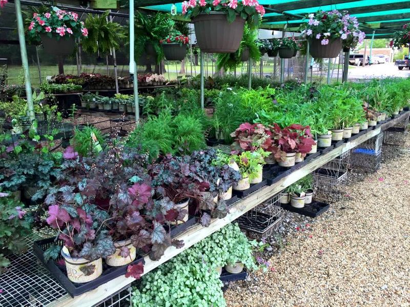 Vegetable and Herb Plants Worth Talking About