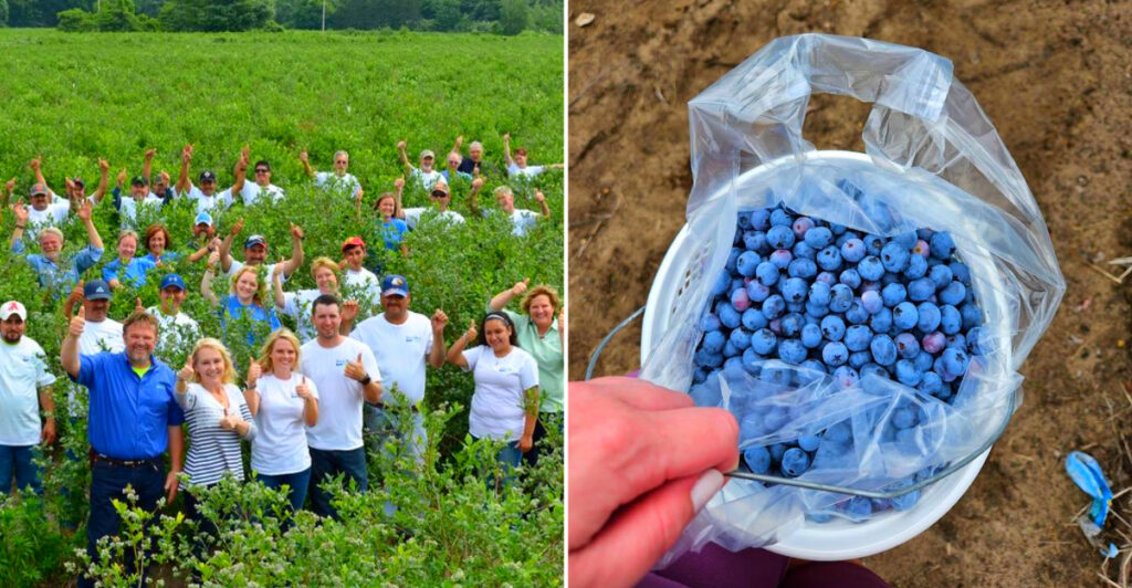The Fresh Blueberries at This Michigan Farm Taste Unreal