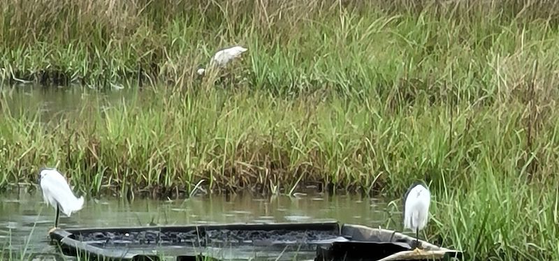 Birding and Wildlife That Will Genuinely Surprise You