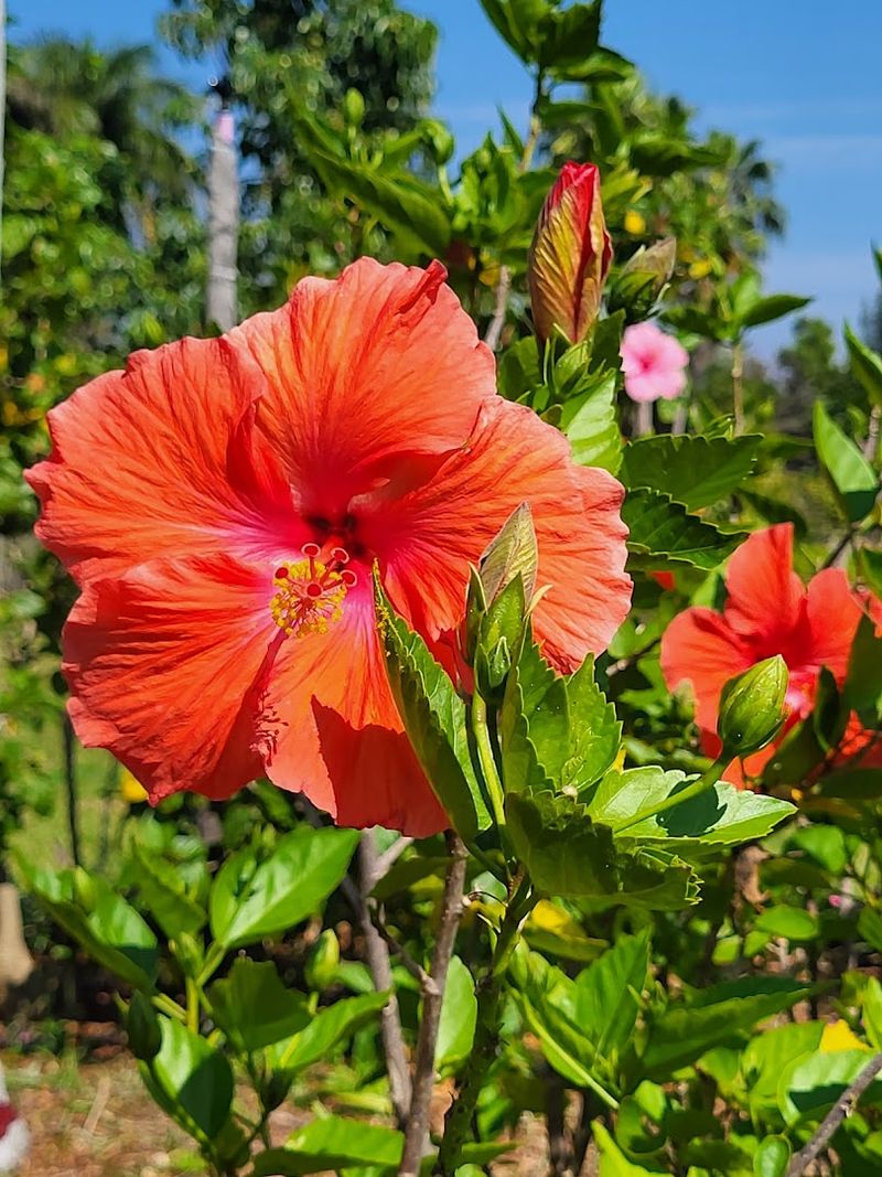 Hibiscus Island and Its Explosion of Color