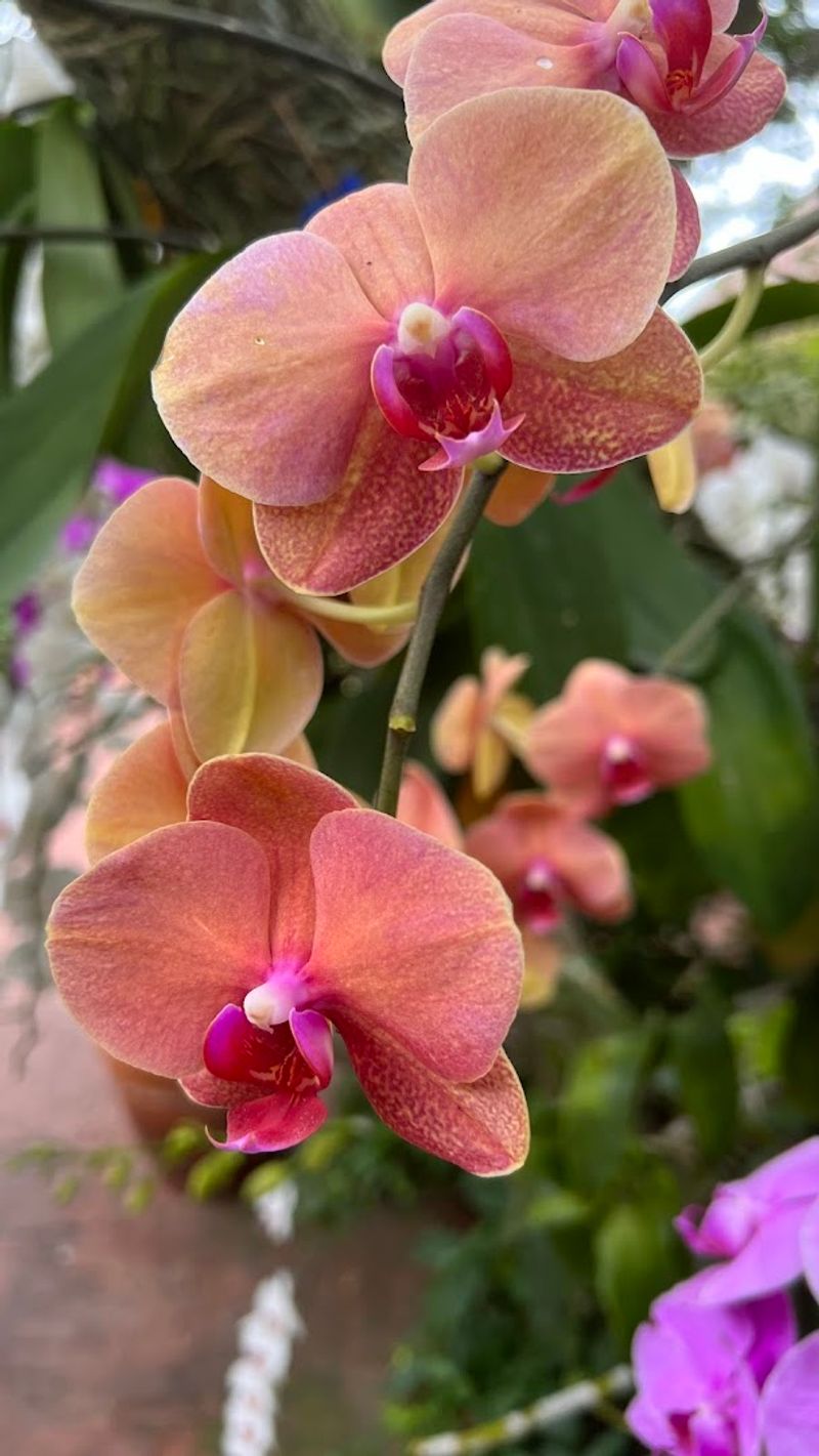Orchids That Will Take Your Breath Away