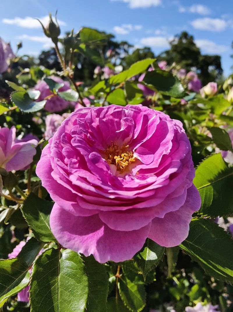 Thousands of Roses on Terraced Hillsides