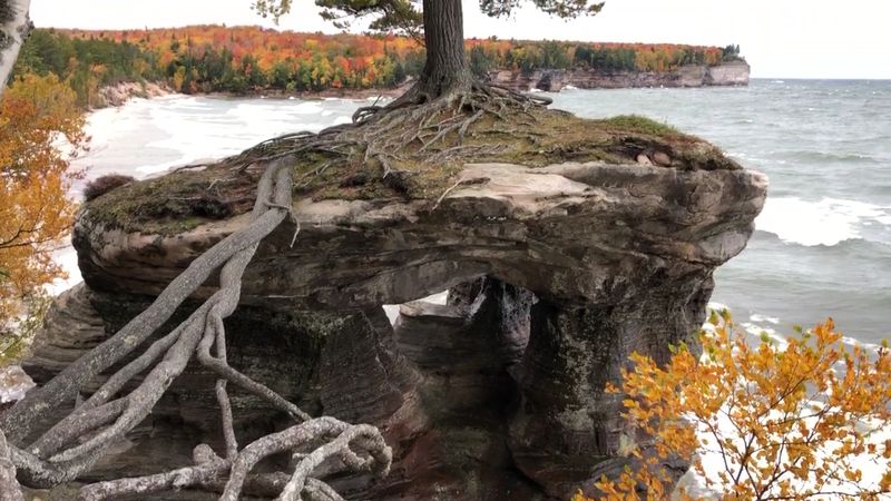 The Pine Tree That Refuses to Quit