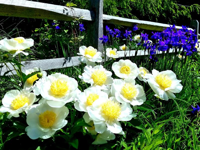 Spring Bloom Season: When the Garden Peaks