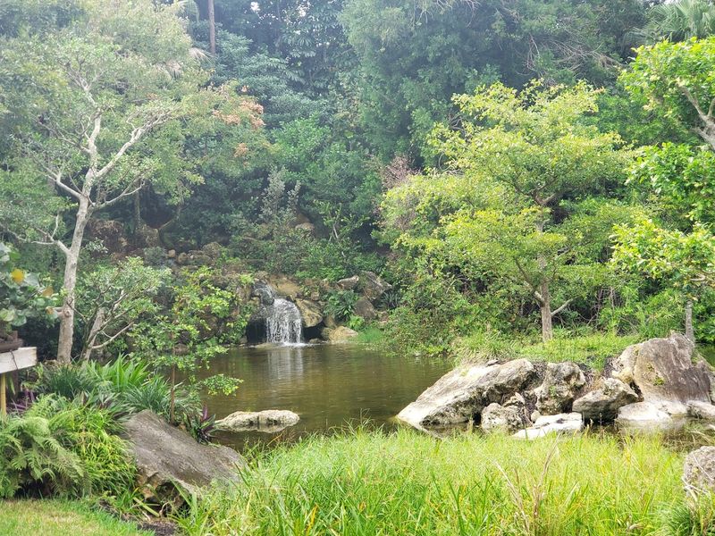 Wildlife You Might Not Expect: Alligators, Turtles, and More