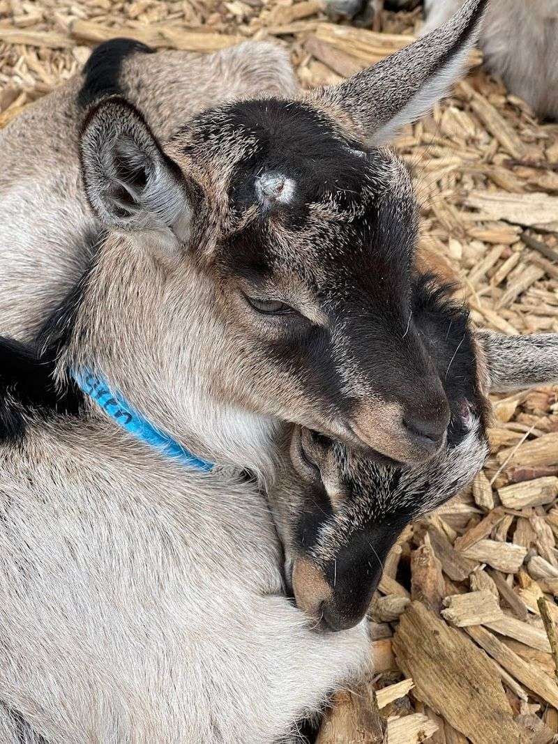 Snuggle With Baby Goats Experience