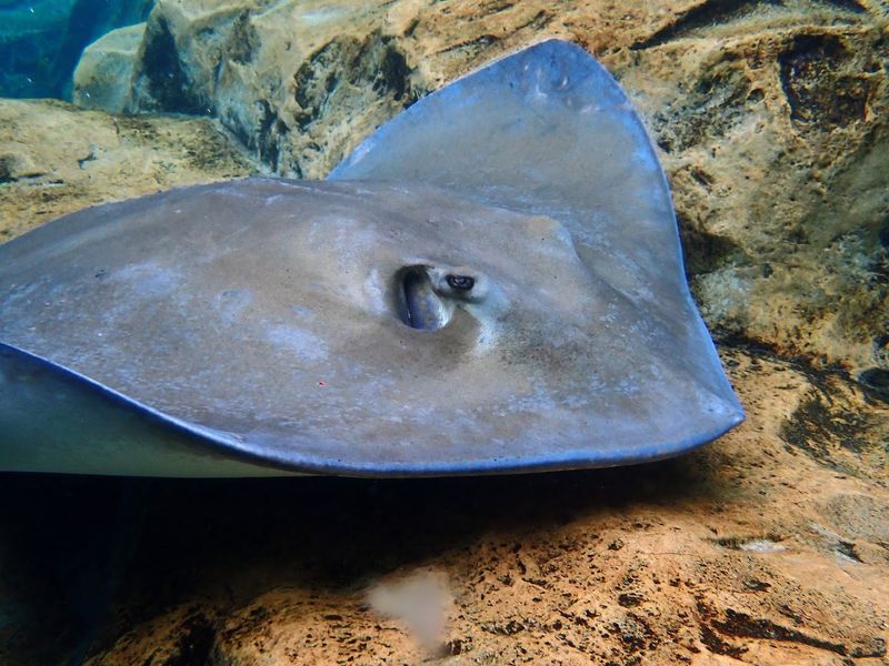 SeaVenture and the Deep Sea Dive Add-Ons