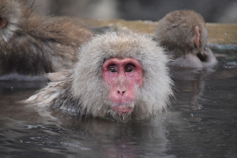 Jigokudani Snow Monkey Park, Nagano