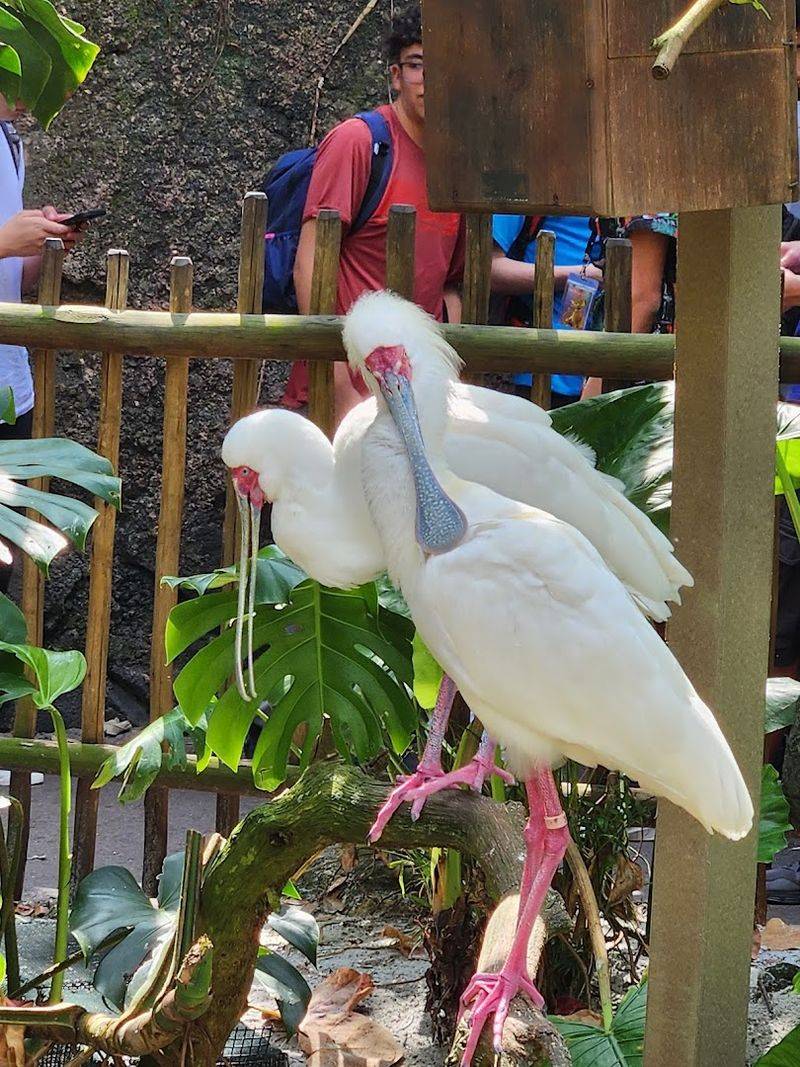 The Bird Aviary Experience