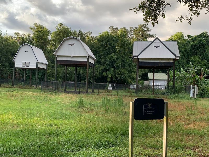 The History Behind the Bat Houses: From Stadium to Sanctuary