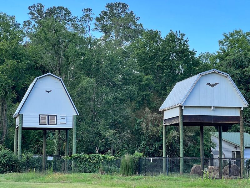 Morning Visits: Watching the Bats Return at Dawn