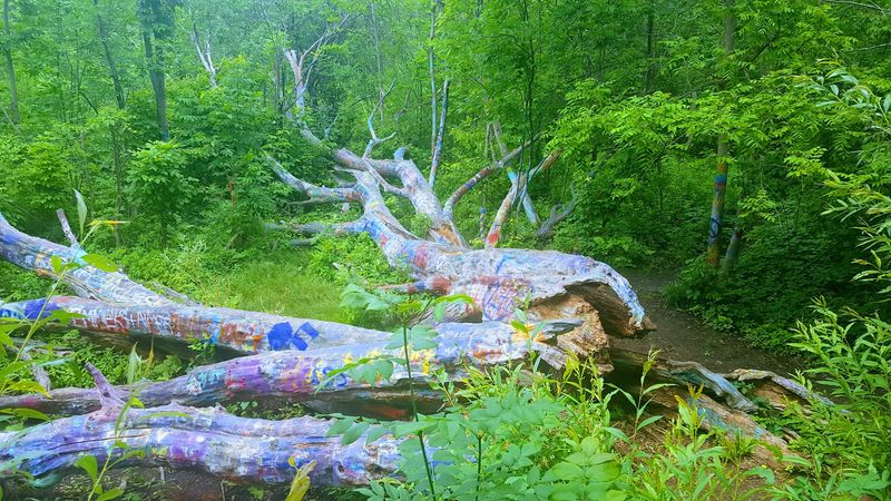 The Tree Itself: What You Actually See When You Arrive