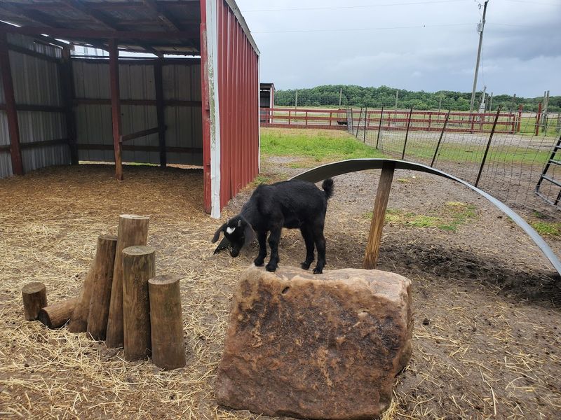 The Petting Zoo That Kids Talk About for Weeks
