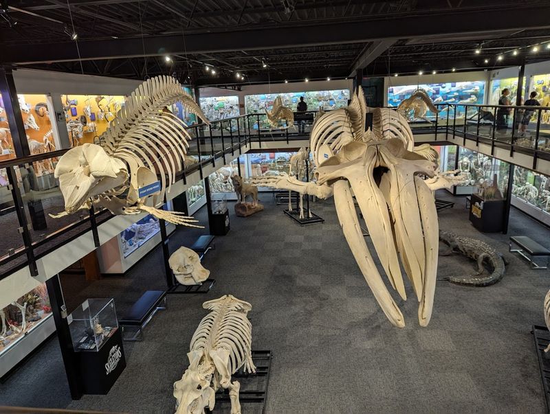 Museum of Osteology, Oklahoma City, Oklahoma