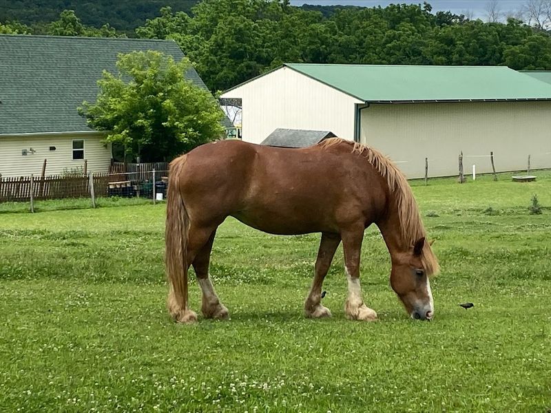 Farm Animals Beyond the Sheep