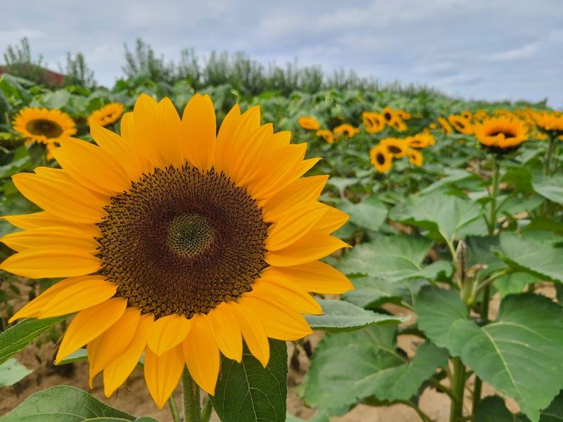 Pick Your Own Rhythm