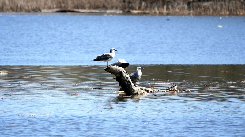 Bird Watching at Its Best